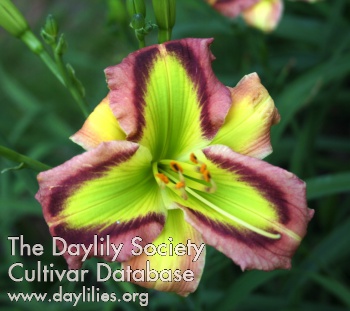 Daylily Along Came Amanda